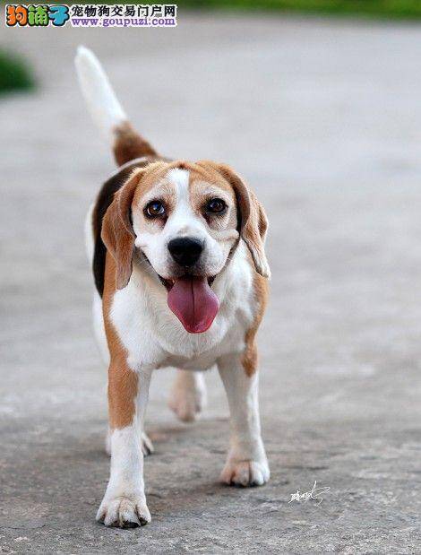 喂比格犬吃大蒜好吗？为狗狗吃大蒜的食用方法