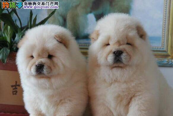 松狮犬眼睛红肿是发炎了么