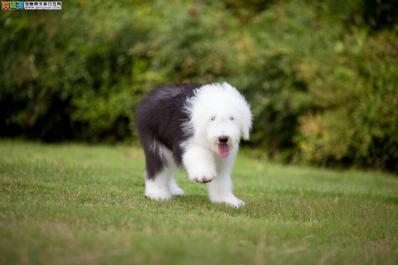 如何让古代牧羊犬学会鉴别人追踪人