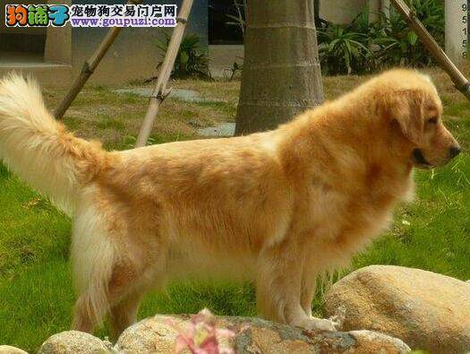 训练金毛犬时要遵守的手段与原则