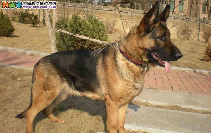 外出期间如何让德国牧羊犬适应颈圈