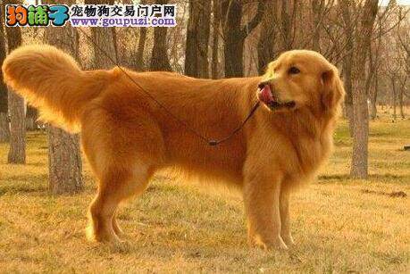 像金毛犬这样的大型犬需要补钙么