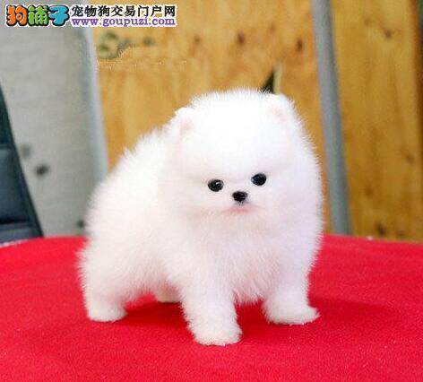 博美犬得了细小就只能等死吗