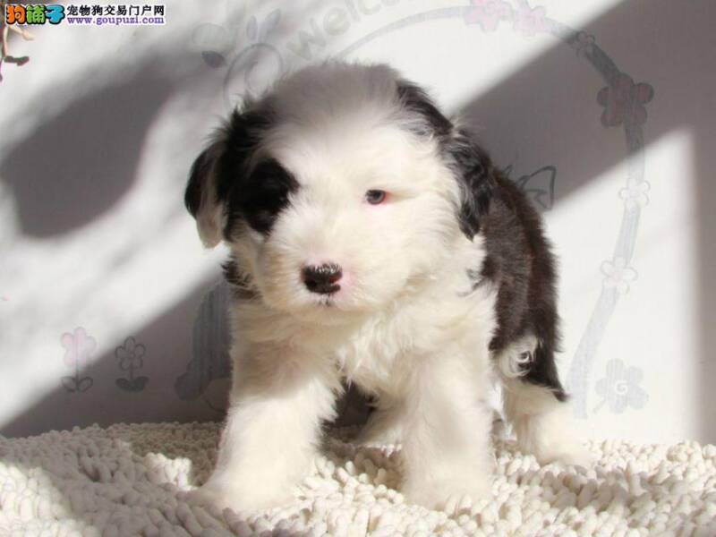 古代牧羊犬吠叫表达的意思有哪些