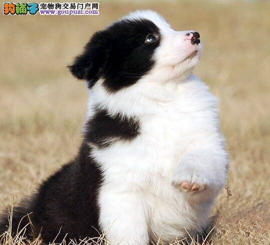 怎样能够看出边境牧羊犬是否缺钙