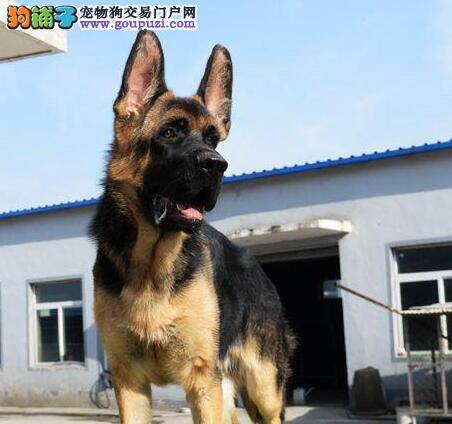 炎炎夏日怎样让德国牧羊犬保持身体健康不中暑