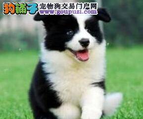 如何对待初来乍到的边境牧羊犬