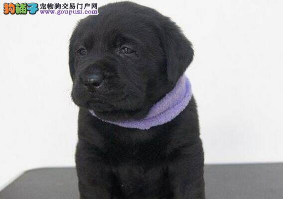 怎样饲养和管理犬舍繁育的拉布拉多犬幼犬