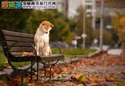 美容保养新主张 做好秋田犬的耳朵和臀部的护理工作