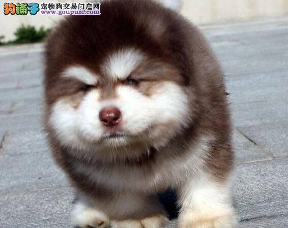 请专家帮帮忙阿拉斯加犬不吃狗粮还拉稀怎么办