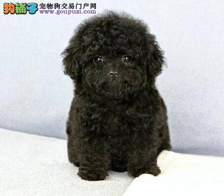 实战训练  如何训练贵宾犬扑咬