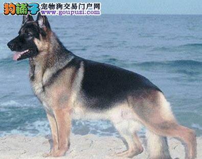 德国牧羊犬少不了的“化妆”方法