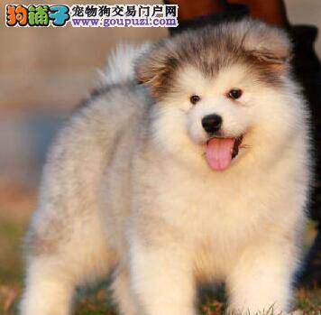 如何不让阿拉斯加雪橇犬扑咬人