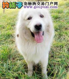 大白熊犬吃什么打虫药最健康