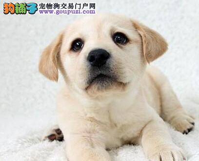 哪些情况拉布拉多犬需要剖腹生产