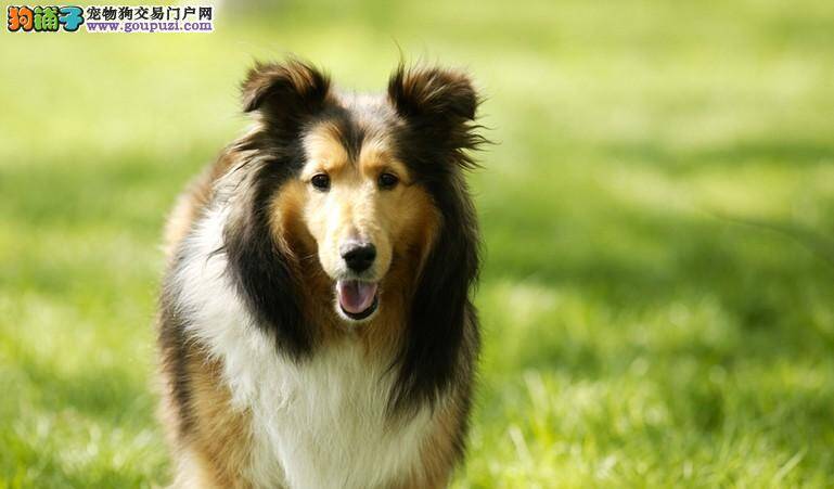 如何护理妊娠期的喜乐蒂犬及分娩注意事项
