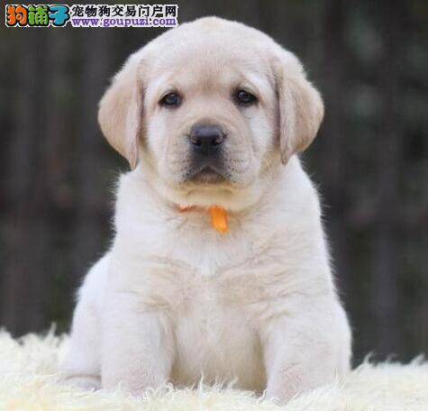 拉布拉多犬种公犬和其他狗狗相处的方式