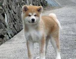 秋田犬的鼻子颜色和以前不一样了是怎么回事
