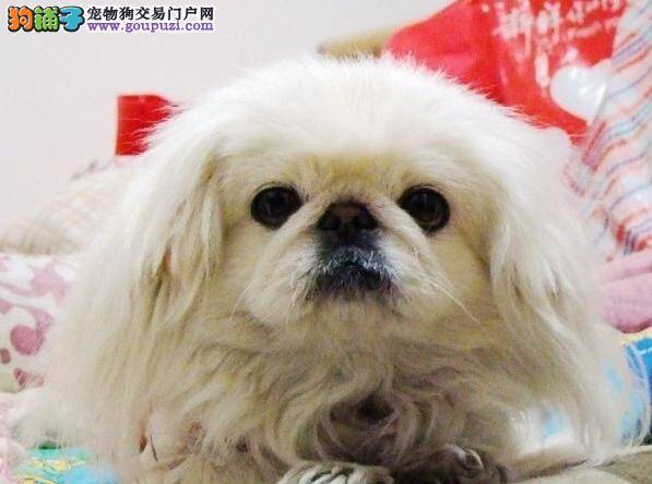 2014最新版喂养常识之给京巴犬断奶前须做好哪些准备