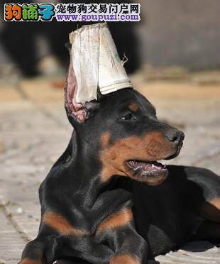 喂养杜宾犬幼犬有何高见