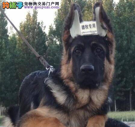 说说德国牧羊犬补充维生素A的知识