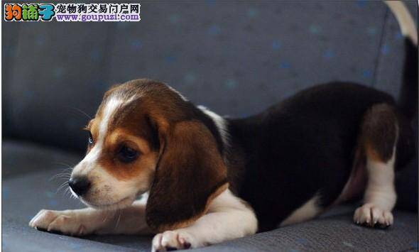 如何制止比格犬过度的撒娇粘人