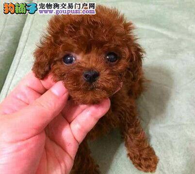 泰迪犬的饲喂:牛奶不能替代犬奶