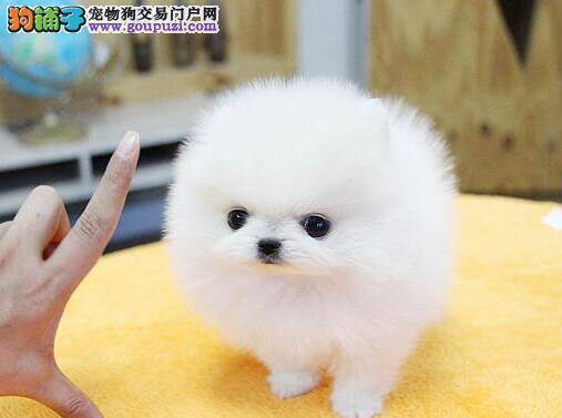 做好三件事帮您更好的预防博美犬腹泻