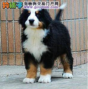 伯恩山犬2个多月了为什么便便还不成形