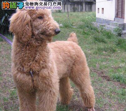 怎样预防和治疗贵宾犬的便秘