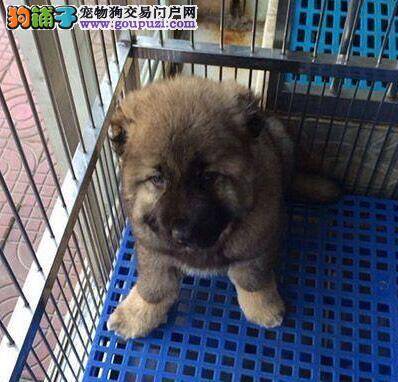 高加索犬得了皮肤病不让我抹药该怎么办