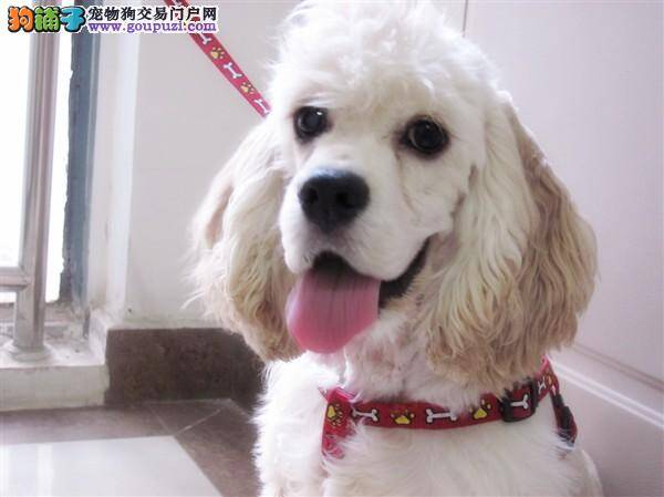 可卡犬爱咬人，纠正方法最关键