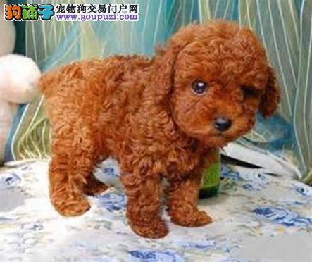 五个步骤教你改善泰迪犬的泪痕