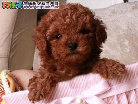 几分钟教你学会饲养泰迪犬幼犬