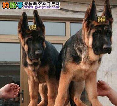 德国牧羊犬健康的第一道关卡——牙齿