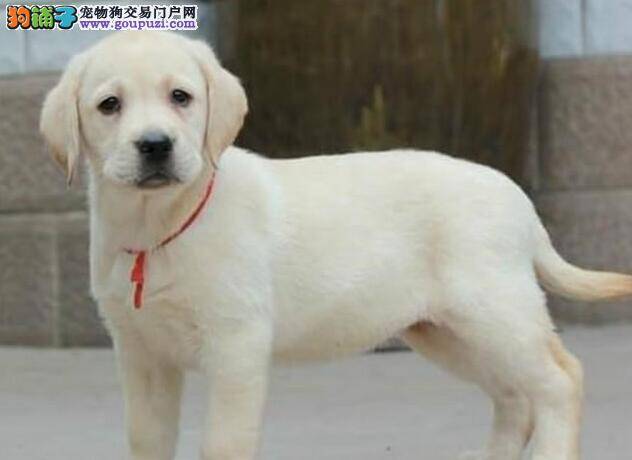 狗狗保健经 日常生活中如何护理拉布拉多犬的眼睛