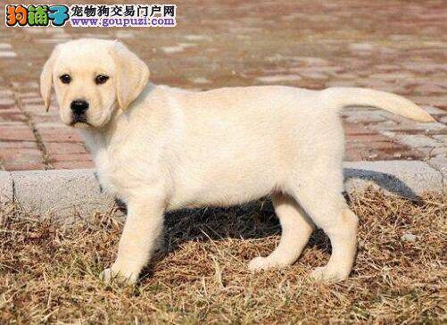 怎样激起拉布拉多犬幼犬的学习兴趣