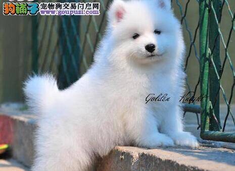 萨摩耶怎么养 萨摩耶的皮毛说明其身体状况