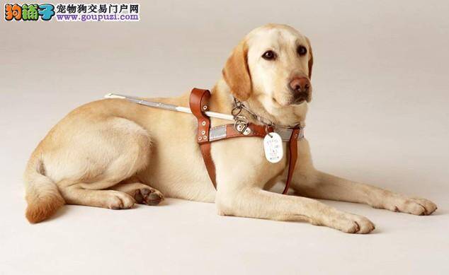 造成拉布拉多犬便便发臭的原因是什么