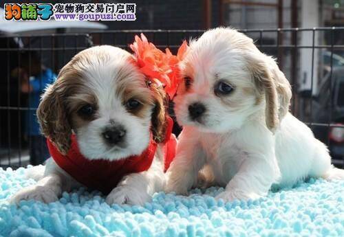 老年可卡犬的皮肤都会很黑吗