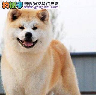 五招打造完美秋田犬 让爱犬与众不同