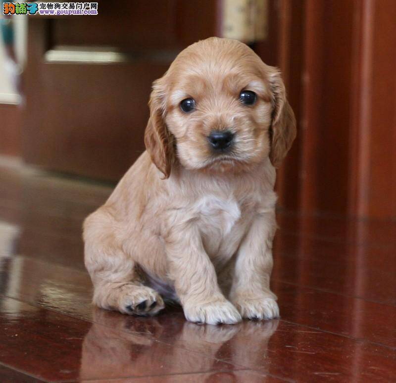 外出旅游 可卡犬怎样才能习惯坐车的感觉