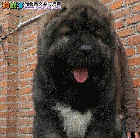 水果知识 高加索犬可以吃苹果吗