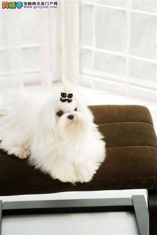 马尔济斯犬把一年量的驱虫药全吃了不会有事儿吧