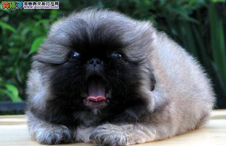 京巴犬可以喝酸奶吗 求解答