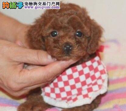 贵宾犬口吐白色物体和黄水应该如何治疗