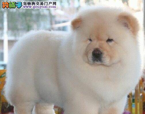 松狮犬好养吗？松狮犬怎么养？