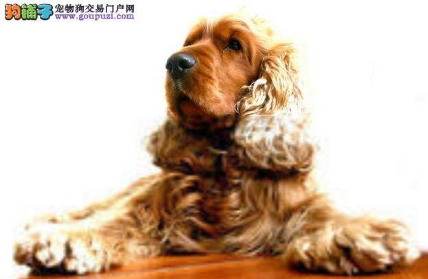 日常小方法 可卡犬的耳朵需要如何做护理