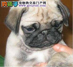 进门一个月的巴哥犬随地大小便 很恼火