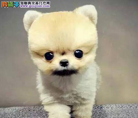 判断博美犬怀孕的重要依据
